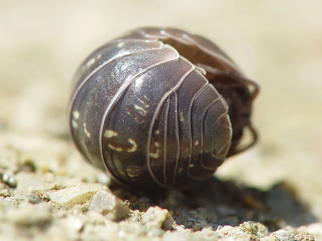 Tespih böceği (Armadillidium vulgare)